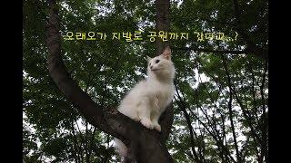 지발로 집밖을~헉삼시세끼 빅스푼