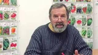 Ошибки при выращивании рассады