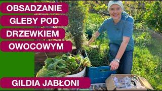 GILDIA JABŁONI - OBSADZANIE GLEBY POD KORONĄ