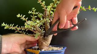 Tree 6/6: From Pre Bonsai to Bonsai “Mother Tree".  Last one, best one!