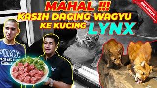 G1LA !!! FARDHAN KASIH DAGING MAHAL BUAT KUCING LANGKANYA