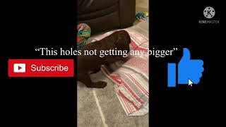 Dachshund do be digging do