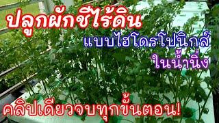 วิธีปลูกผักชีไฮโดรโปนิกส์ในน้ำนิ่ง #สอนวิธีทำจบทุกขั้นตอน ในคลิปเดียว แบบง่ายๆ(EP.72)