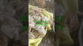 #IBH disease in poultry