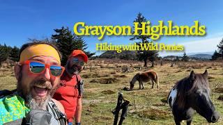 Hiking the Grayson Highlands of Southwestern Virginia with the wild ponies