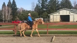 Gaited Horse Training- Fox Trotter