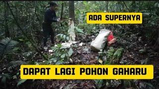 part 10 ekspedisi 2 bulan jelajah hutan Kalimantan tan#hutanrimba #survival #kayugaharu #animals