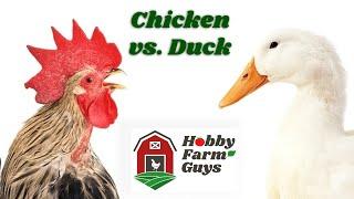 Chicken vs. Duck: Which Is Best for the Small Farm