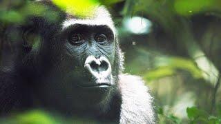 How Ecotourism Can Save Both Gabon’s Forests and its Gorillas