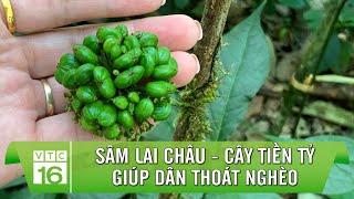 Sâm Lai Châu - Cây tiền tỷ giúp dân thoát nghèo | VTC16