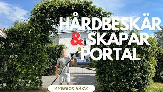 Klipp och beskär häck och skapa portal / valv. Avenbok.