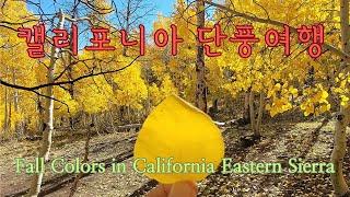 10월이 오면 나는 이곳으로 간다 캘리포니아 단풍여행 California Eastern Sierra Fall Color