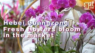 Hebei Guangzong: Fresh flowers bloom in the market.