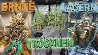 Cannabis Ernten, Trocknen und Lagern  Komplette Anleitung