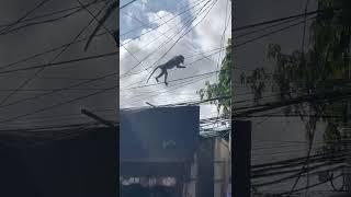 Bali 2025 – Monkey Performs on Power Lines! How Will It End? | Snap360 