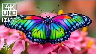 RELAXING MUSIC: A Garden of 4K Butterfly with Soft Piano for Effective Relaxation