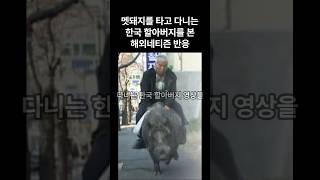 멧돼지 타는 한국 할아버지를 본 해외 네티즌들의 놀라운 반응을 보세요