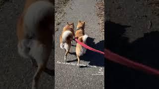 Shake shake shake! #shiba #shibalife #shibaaddict