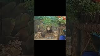 双雄傍地走，谁让谁是狗 #大橙子数据 #panda #萌兰 #cute #animals #饲养员