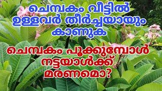 ചെമ്പകം പൂത്താൽ നട്ടയാൾക്ക് മരണം. myth about chembakam plant .Chembakam pant. ചെമ്പകം ദോഷമോ plumeria