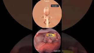 real baby video vs animated baby video