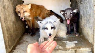 Wow! After I adopted a hungry little fox , I didn’t expect so many foxes  to sneak into my house.