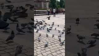 #shorts #youtube