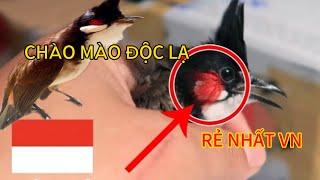 Độc lạ #chaomao indonesia - dòng chào mào gây sốt  | indo và cao bằng bổi Vip lên sóng