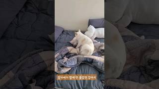 잠자리가 맘에 안 들었던 강아지 결국.. (#댕댕이 #시고르자브종)