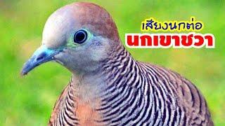 #เสียงนกเขาชวา #สำหรับต่อ เสียงที่นกป่าชอบ #Zebra Dove Sound