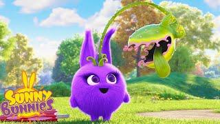 Strange Plants - Sunny Bunnies | Cartoons For Kids