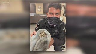 Good news: Boise Police rescues owl, volunteers make afghans for veterans