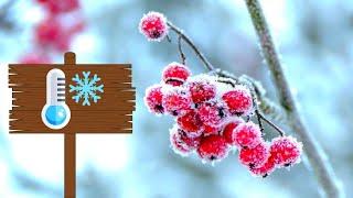 5 Rare Cold Hardy Fruit Bushes You Need To Grow!! | Cold Hardy Fruit To Wow | Part 2