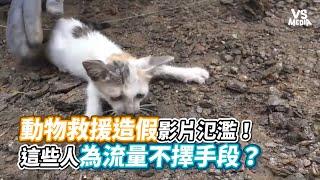 動物救援造假影片氾濫！這些人為流量不擇手段？《VS MEDIA》