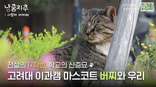 [2025 KUBS 석탑방송잔치] 냥중지추; 사랑아 버찌해 | 나 고대 고양이 버찐데, 이 영상 나 맞다.