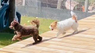 In a heartwarming display of friendship and joy, besties Charley and Poppy!!️