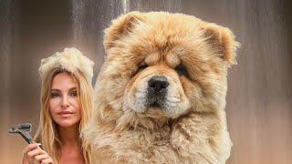 THE CHOW CHOW - Grooming a dog with a DANGEROUS reputation / 松狮犬