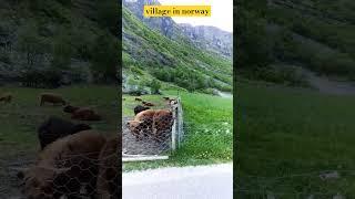 village in norway#travel #viral #trendingshorts #beautiful #viralvideo #nature @arloveda.channel