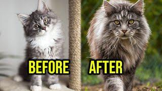 How Maine Coon Kitten Grow Day By Day; 0-10 Weeks