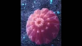  КАК ДЫШИТ МОРСКАЯ ЗВЕЗДА!
