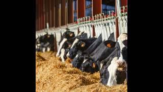 New feed additive helps dairy farmers  get more out of forage