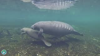 What do manatees do when they are attacked and how do they defend themselves?