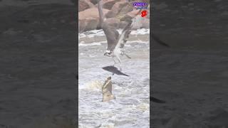 detik-detik munculnya buaya dari bawah sungai