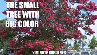 Crape Myrtles are great trees for small spaces