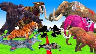 10 Mammoth Elephant Cow vs 10 Giant Tiger Bull vs African Elephant Fight Cow Saved by Woolly Mammoth