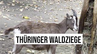 22.10.2024 Berlin Thüringer Wald-Ziege aus Deutschland im Tierpark