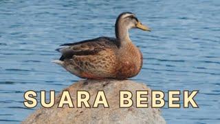 Suara bebek wek wek, suara bebek kwek kwek kwek kwek