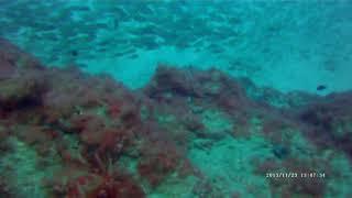 Scuba Diving - El Cabrón Gran Canaria - 23/11/13