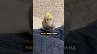 Попугай Корелла спит. Чем кормить попугая. #корелла #попугай #cockatiel #birds #птицы #parrot #юмор
