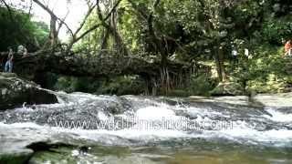 Living root bridge in Cherrapunjee